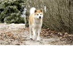 Hachiko