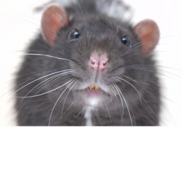 Rat Training Simulator