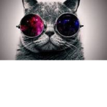 The Cat Army Official