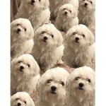 snowflake da dog