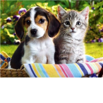 stop dog and cat abuse