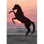 NA professional Riding!
