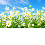 Daisy Days Fashion