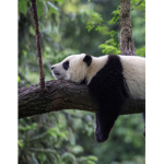 Strawberrys/pandas