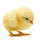 Chick Studios3