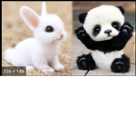 Bunny and panda