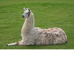 the llama squad for all the llamas in the world