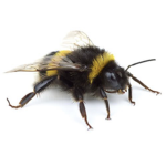 Bee’s dream