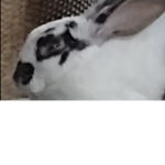 Oreo_Fan_Group