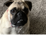 Piper is the best :D
