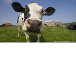 Da Moo Army
