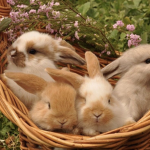 berrybunny