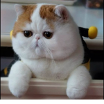 Cubby Cubby cat
