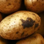 Hot hot hot hot potatoe