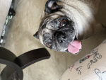 Pug Royalties