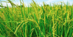 cool rice farm