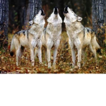 The Wolf Army Groups