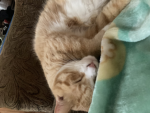 Kitty luvers :)
