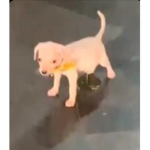 Grupito_patata