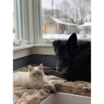 Ghostly wolfs
