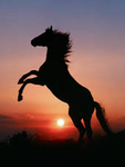 KNC stables.