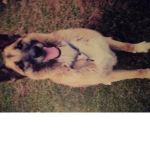 Remembering_pets