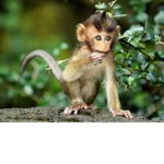 DEDES MONKEYS