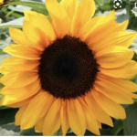 Free sunflower squad