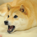 *DOGE MILITARY *