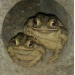 Frog Bois