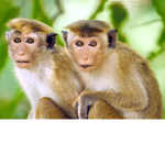Monkey Cafe Staff