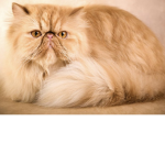 Persian Cat Team