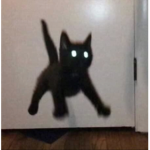 Cats over dogs
