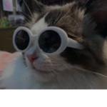 The gato gang