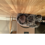 Kevin the porcupine