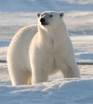 polar bear’s domain