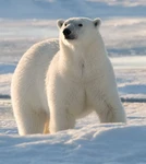 polar bear’s domain Group Thumbnail