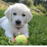 We love dogs we stand for dogs