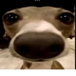 Pro gamers boi