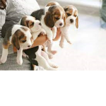 -Puppy Krew- <3
