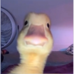 Dogethekiller