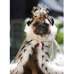The Pug Society :)