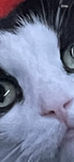 Planets in my GalaxyCat galaxy