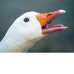 Goose______