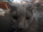 Kitty's equals adorable