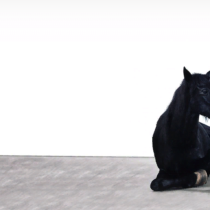 dark unicorn laying down