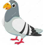 Pigeon dude