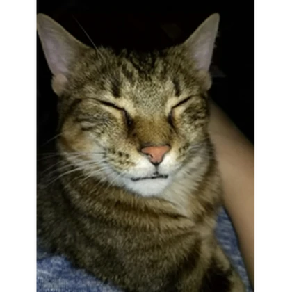 cat fanatics unite Roblox group icon