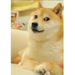 #UnitedDoge