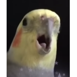 Cockatiel Fan Club